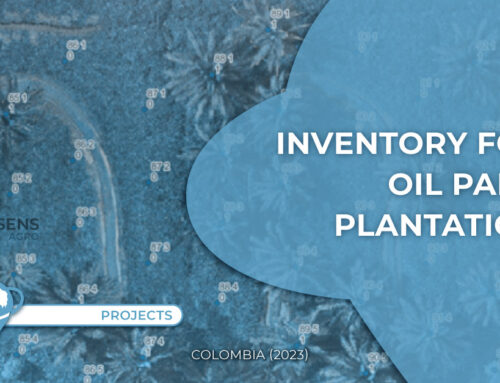 Project | Mapsens Agro | Mapping and inventory of oil palm cultivation