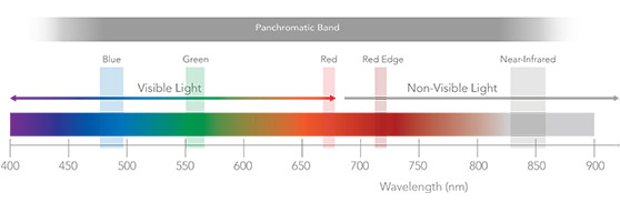 rededge-P-bands