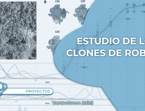Drones | Innovación en el estudio de los clones de roble en Guadarrama
